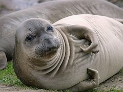 Elephant Seal Pup, Año Nuevo State Reserve, California